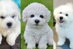 Funny and Cute Bichon frise puppies compilation in 2022.