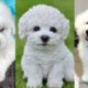 Funny and Cute Bichon frise puppies compilation in 2022.