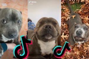 😍 Funny and Cute Staffordshire Bull Terrier Dogs and Puppies TikTok Compilation 😂