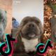 😍 Funny and Cute Staffordshire Bull Terrier Dogs and Puppies TikTok Compilation 😂