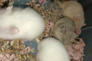 Funny and cute baby hamsters - playing cute baby pets - 001#cute #animals #beautiful