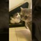 Funny animal fights #animals #funnypets #cat