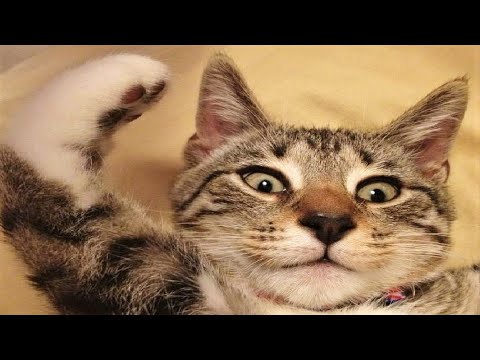 Funny animal videos 2023😆 Funny cat videos and dogs - Funny animals 287