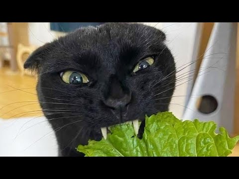 Funny cat videos😆 Funny animal videos - Funny animals 291