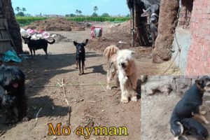 Funny dogs and puppies #mo_ayman #puppies #animals #dogs #tik_tok 2023