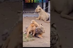 Funny fight of tiger v.s. dog babies|#tigerdog #tigerfight #dogfight #dogtraining #funnyanimals