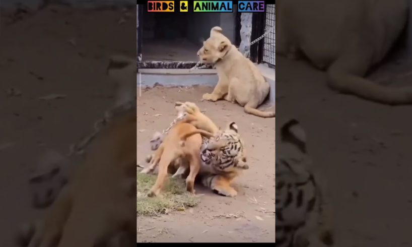 Funny fight of tiger v.s. dog babies|#tigerdog #tigerfight #dogfight #dogtraining #funnyanimals