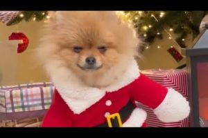 Funny moments of  cutest puppies 😍😍