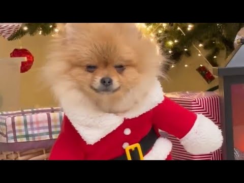 Funny moments of  cutest puppies 😍😍