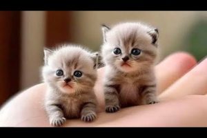 Funny videos - Funny Cats / Dogs - Funny Animals videos 2023๐ฑ๐ถ