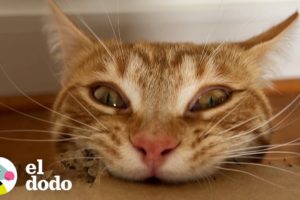 Gato está obsesionado con masticar cartón | Cat Crazy | El Dodo