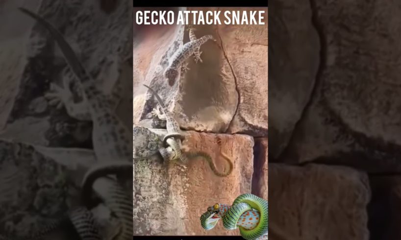 Gecko vs Snake