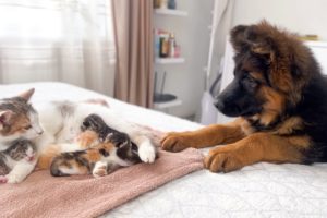 German Shepherd Puppy Meets Mom Cat with Newborn Kittens for the First Time