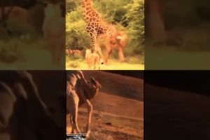 Giraffe vs Lion real Animal Fight||#shorts#viralvideo