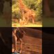 Giraffe vs Lion real Animal Fight||#shorts#viralvideo