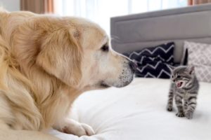 Golden Retriever Meets New Tiny Kitten for the First Time!