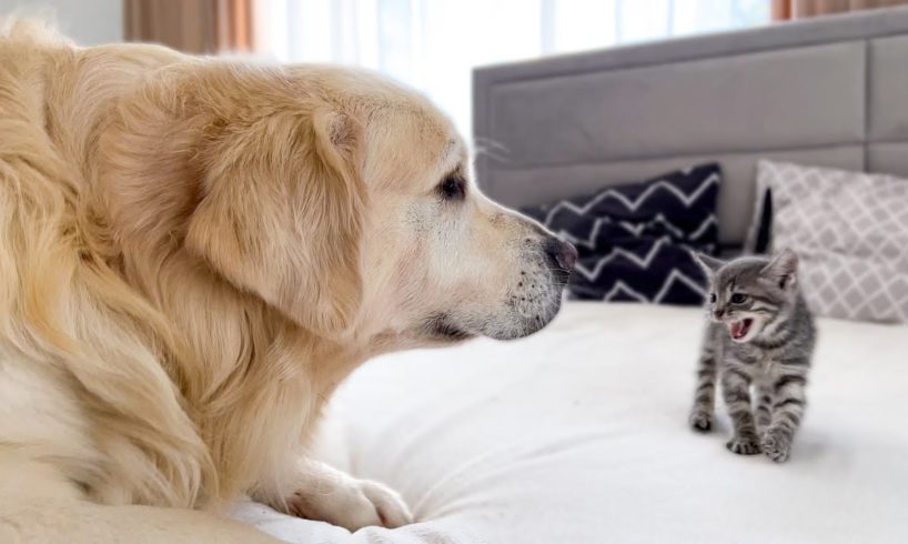 Golden Retriever Meets New Tiny Kitten for the First Time!