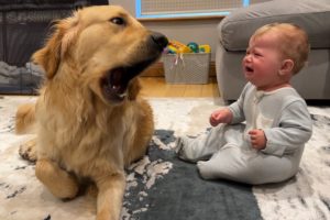 Golden Retriever Pup Makes Baby Cry But Says Sorry! (Cutest Ever!!)