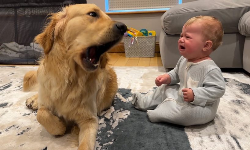 Golden Retriever Pup Makes Baby Cry But Says Sorry! (Cutest Ever!!)