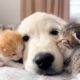 Golden Retriever Puppy and Tiny Kittens [Cuteness Overload]