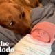 Golden Retriever Thought The Baby Stuff Was For Him | The Dodo