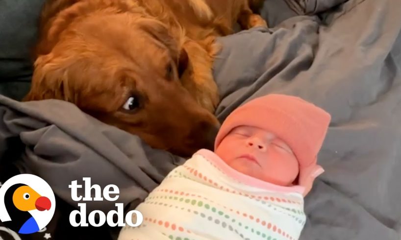 Golden Retriever Thought The Baby Stuff Was For Him | The Dodo