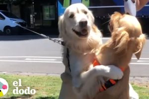 Golden retrievers no pueden dejar de abrazarse cada vez | El Dodo