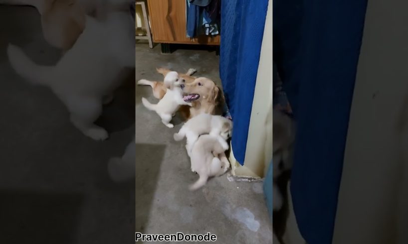 Goldenretriever & baby playing #cutebaby #cute #dog #cutepuppy