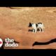 Guy Follows Stray Dog In The Desert For Four Days | The Dodo