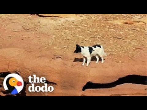 Guy Follows Stray Dog In The Desert For Four Days | The Dodo