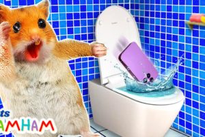 Hamster use Smartphone in the Toilet | Funny animals | Life Of Pets Hamham
