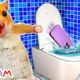 Hamster use Smartphone in the Toilet | Funny animals | Life Of Pets Hamham