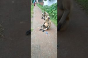 Hanuman's baby is playing.#shorts #short #shortvideo #hanuman #shortsvideo #viral #monkey #animals