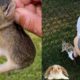 Heartwarming Bunny Rescue Compilation | Amazing Rabbit Rescues 🐰 || Heartsome 💖