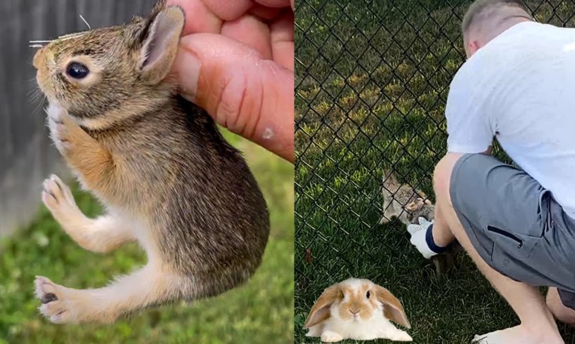 Heartwarming Bunny Rescue Compilation | Amazing Rabbit Rescues 🐰 || Heartsome 💖