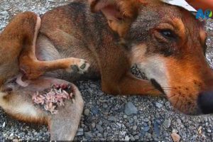Heartwarming Stray Dog Rescues: Maggots/Ticks Removing | All Care Nepal