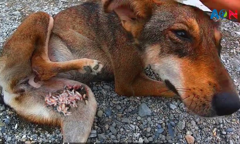 Heartwarming Stray Dog Rescues: Maggots/Ticks Removing | All Care Nepal