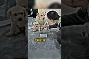 Heartwarming moment: Dog's adorable reaction to her puppies 🥺  #heartwarming