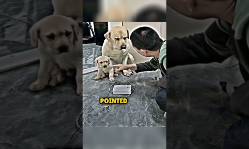 Heartwarming moment: Dog's adorable reaction to her puppies 🥺  #heartwarming