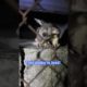 Help! A Baby Brushtail Possum's Lost! | Dodo Kids