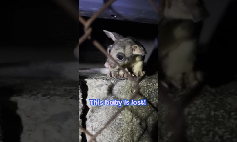 Help! A Baby Brushtail Possum's Lost! | Dodo Kids