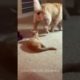 😹Hilarious Moments with Funny Animal Friends🥰 | Animals LOL Moments #funnyanimals #funnydogs