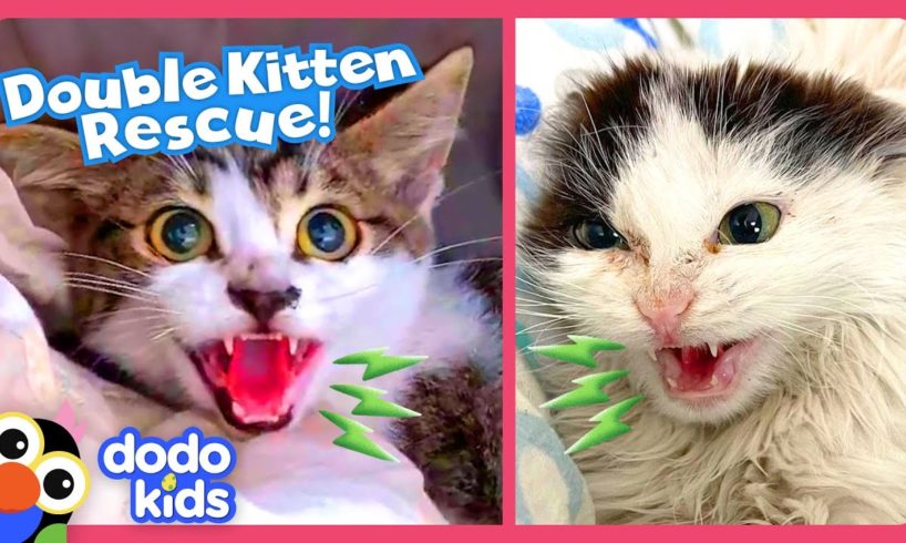 Hissing Kittens Need To Be Rescued! | Dodo Kids