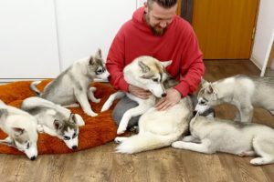 How My Dog Treats a Disrespectful Husky Puppy! Cutest Puppies