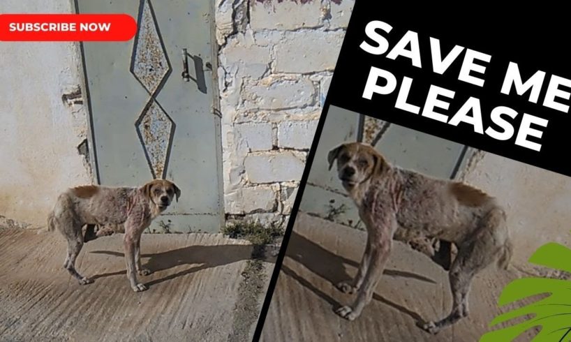 How much this scabies dog suffered after being abandoned and avoided by people