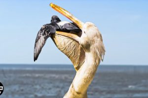 Hungry Bird Swallows Prey In A Snap -  When Birds Became Predator | Animal Fight