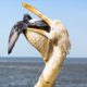 Hungry Bird Swallows Prey In A Snap -  When Birds Became Predator | Animal Fight