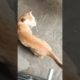 Hungry and injured Cat drinking milk | #tranding #shorts #youtubeshorts