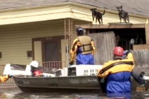 Hurricane Katrina Animal Rescue Operation