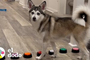 Husky tiene una forma muy específica de llamar la atención de sus padres | El Dodo